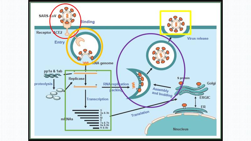 Alzheimer's Research and Prevention Foundation on Dementia Map