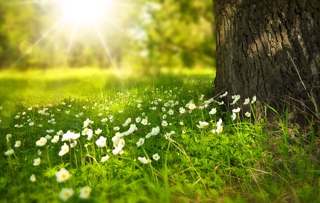 Flowers in a field from Seni on Dementia Map